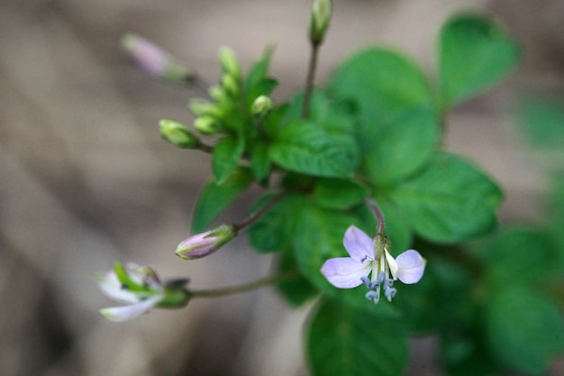 Foto flor branca, cima, macro