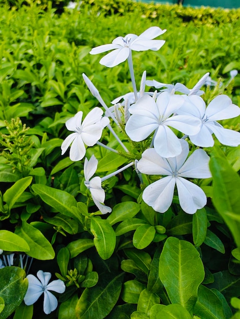 Flor branca com folha verde