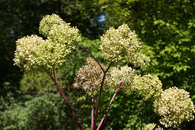 Foto flor branca com haste vermelha