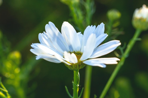 Flor branca com pétalas em um fundo de grama verde