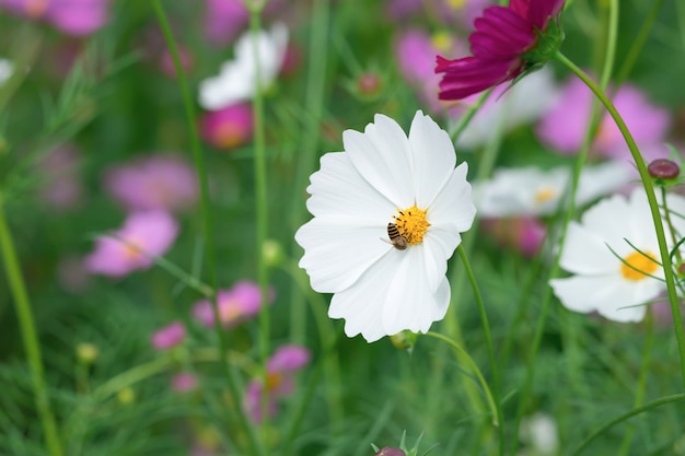 Flor branca cosmos com fundo de jardim borrão