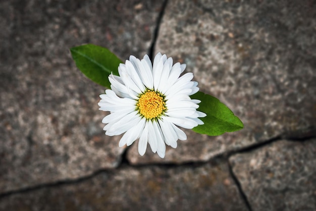 Flor branca crescendo em pedra rachada esperança vida renascimento símbolo de resiliência