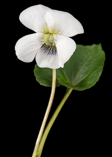 Flor branca da violeta lat Viola odorata isolada em fundo preto