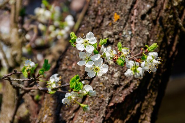 Flor branca de árvore de cereja