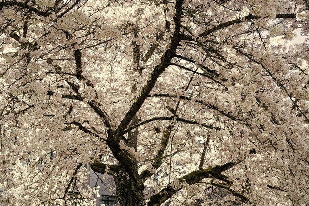 flor branca de árvore de sakura em árvore de primavera de verão