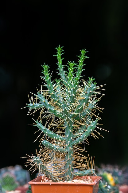 Foto flor branca de cacto.