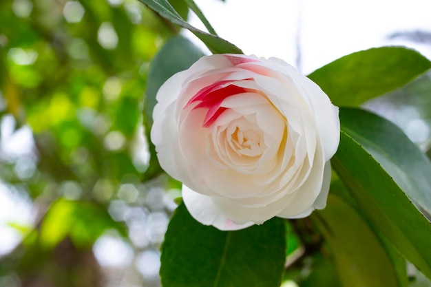 Flor branca de camélia japonesa em um galho de arbusto no jardim em um dia ensolarado de primavera