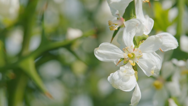 Flor branca de citrus trifoliata ou pan de laranja amargo japonês