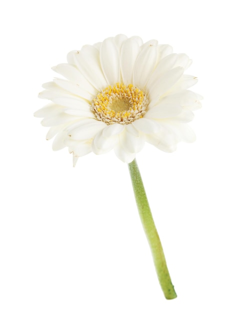 flor branca de gerbera