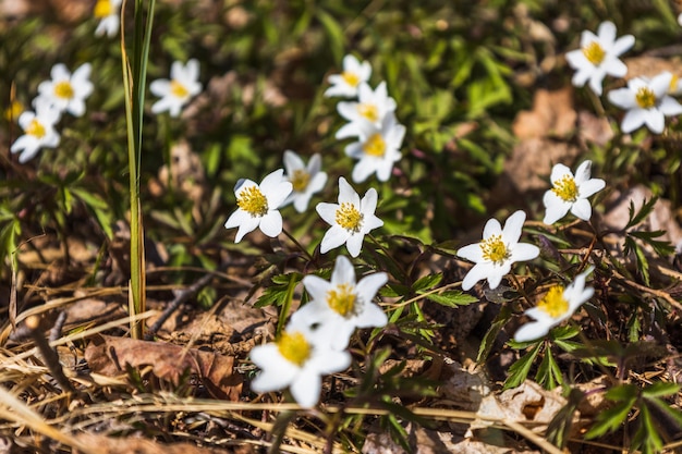 Flor branca de hepatica nobilis florescendo no início da primavera