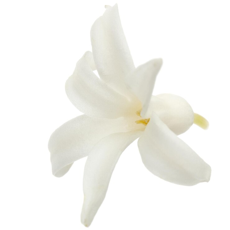 Foto flor branca de jacinto isolada em fundo branco