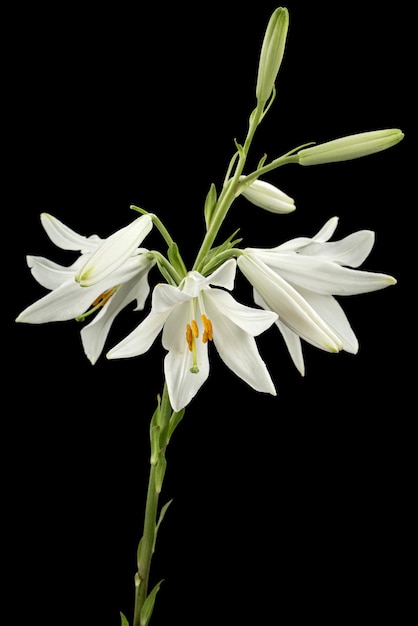 Flor branca de lírio isolada em fundo preto