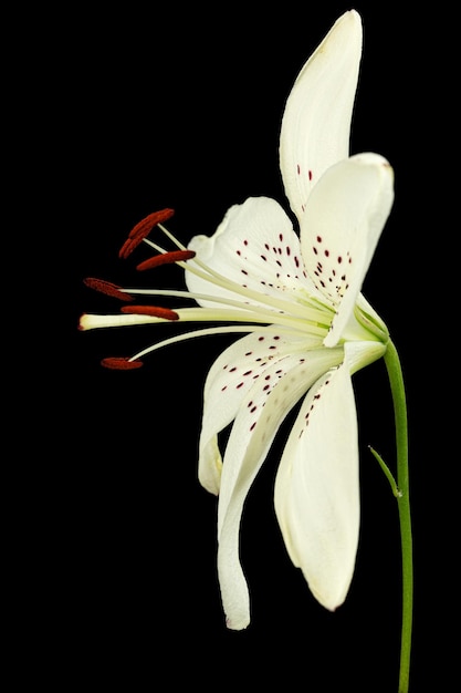 Flor branca de lírio isolada em fundo preto