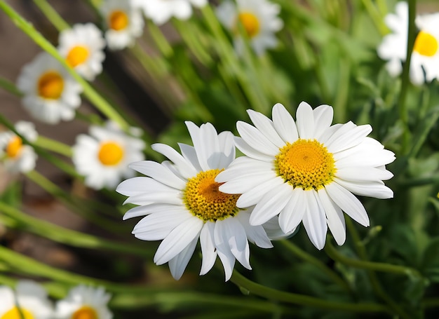 Foto flor branca de margarida, pólen amarelo em jardim de aglomerados