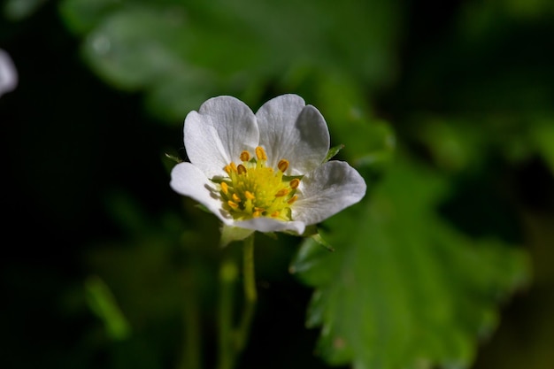 Flor branca de morangos na primavera closeup photo