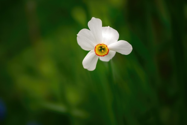 Flor branca de narciso na primavera fechada sobre um fundo verde escuro na natureza Muito bonito fundo macio embaçado