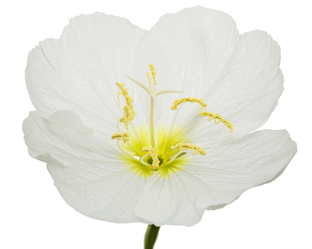 Flor branca de Oenothera isolada no fundo branco