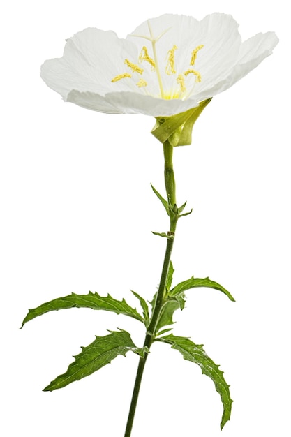 Flor branca de Oenothera isolada no fundo branco