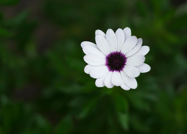 Flor branca de Osteospermum fruticosum com centro roxo escuro fechado 2