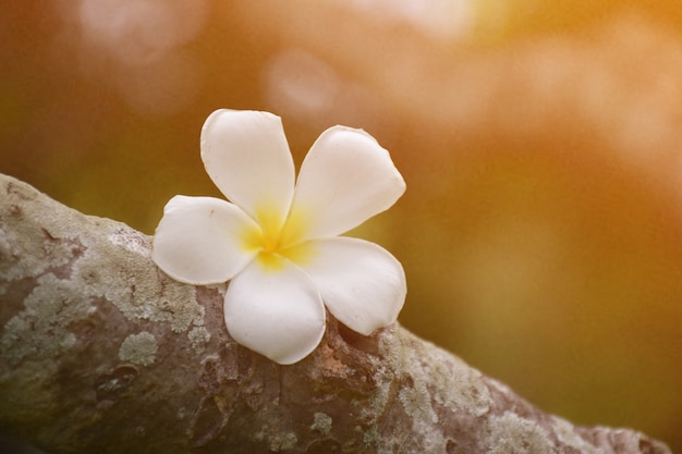 flor branca de plumeria na árvore