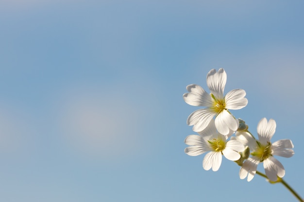 Foto flor branca de primavera em um fundo de céu azul