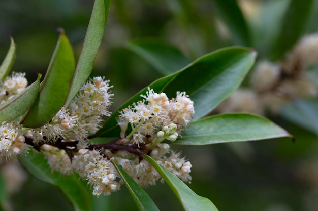 Flor branca de Prunus laurocerasus Laurocerasus caroliniana Mill MRoem