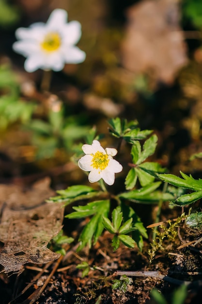 Flor branca de snowdrop anêmona na floresta de primavera