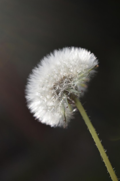 Flor branca de um dente-de-leão