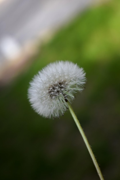 Flor branca de um dente-de-leão