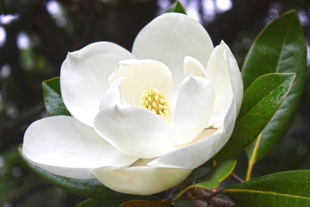 Flor branca de uma magnólia