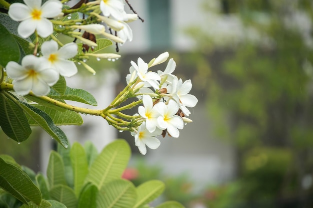 Flor branca do Frangipani Plumeria alba com folhas verdes