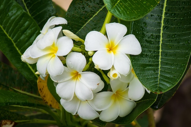 Flor branca do frangipani plumeria alba com folhas verdes