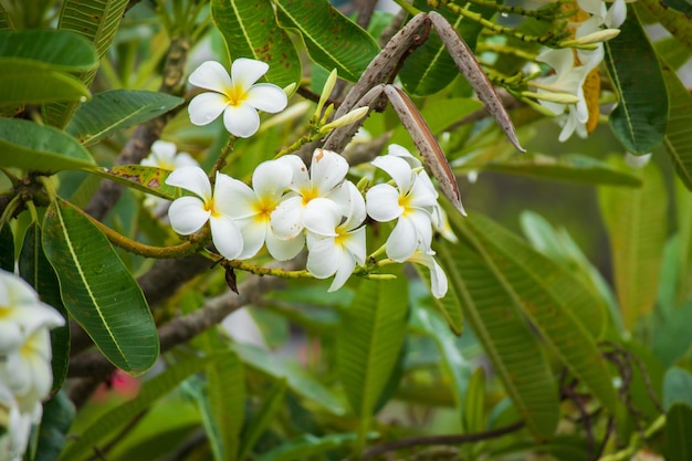 Flor branca do Frangipani Plumeria alba com folhas verdes