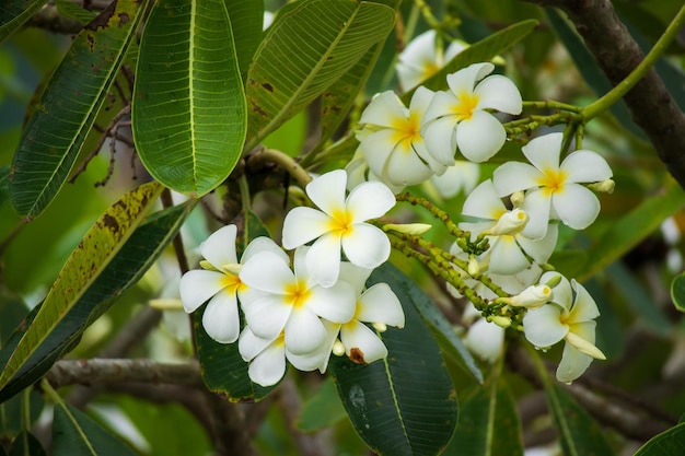 Flor branca do Frangipani Plumeria alba com folhas verdes