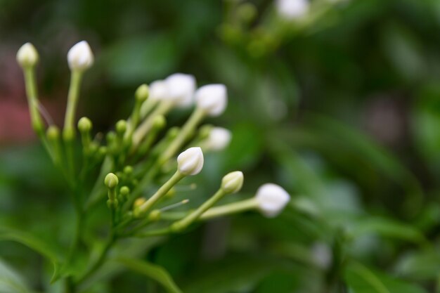 Flor branca do jasmim de cabo.