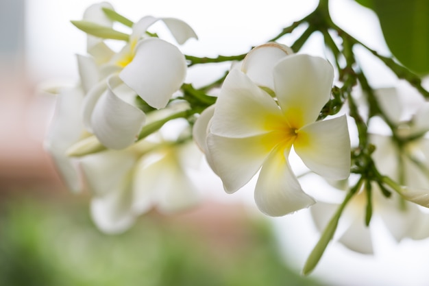 Flor branca do Plumeria no fundo da árvore