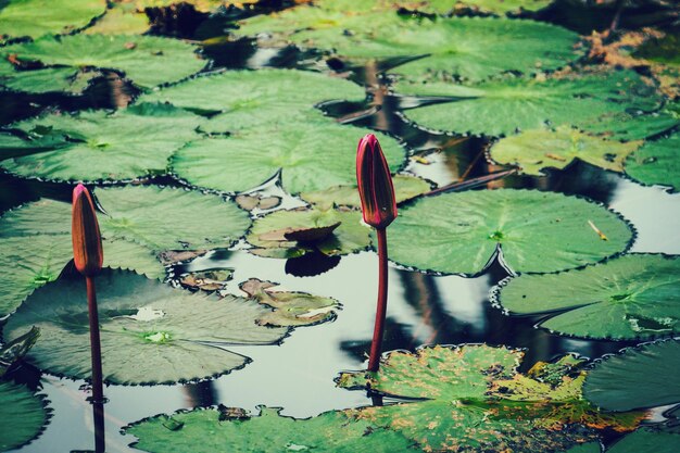 Flor branca e amarela do lírio de água