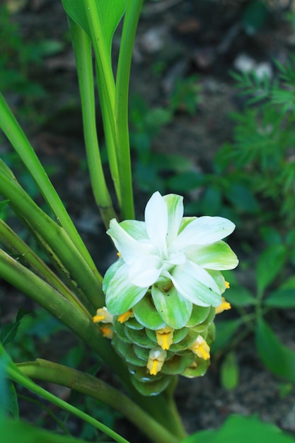 flor branca e amarela