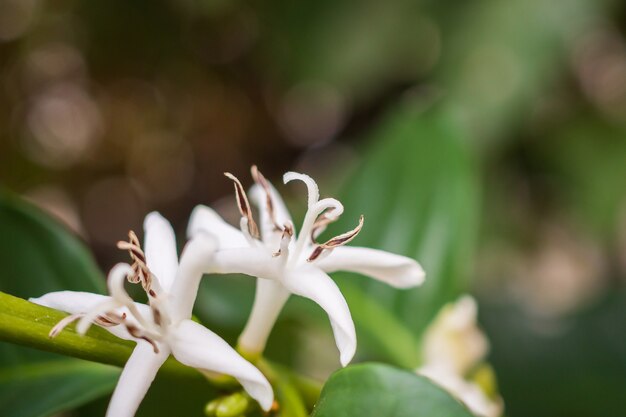 Flor branca em cafeeiro de perto