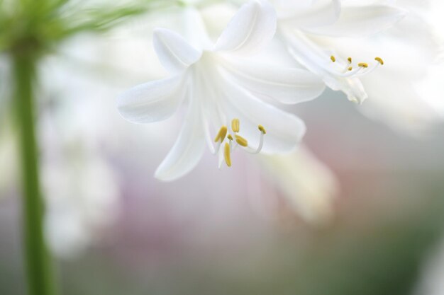 Flor branca em close up