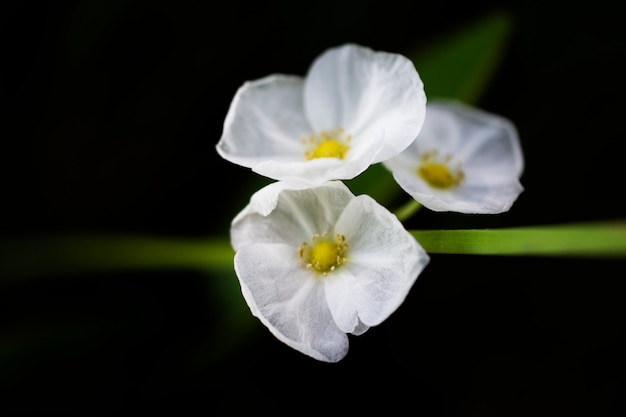 Flor branca em fundo