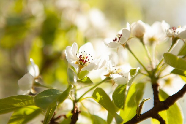 Flor branca em uma árvore Primavera de cerejeira florescendo