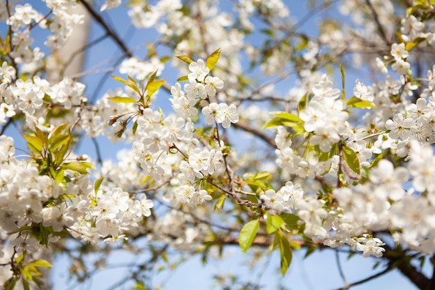 Flor branca em uma árvore Primavera de cerejeira florescendo