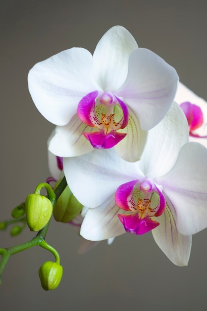 Flor branca flor de orquídea closeup vertical