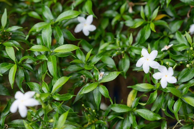 Flor branca florescendo em folhas verdes