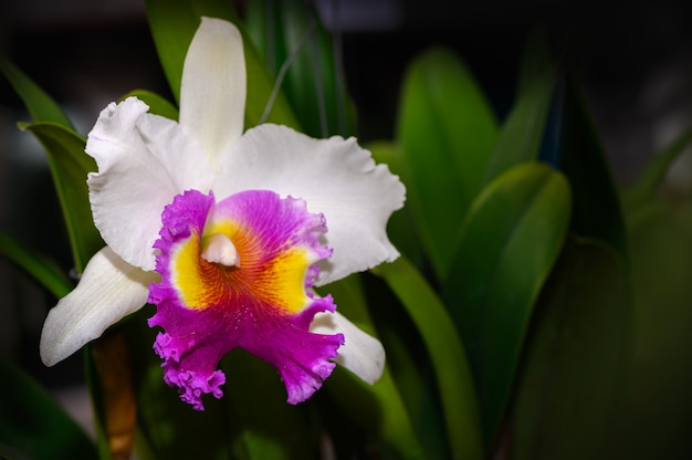 Flor branca híbrida da orquídea de Cattleya no jardim