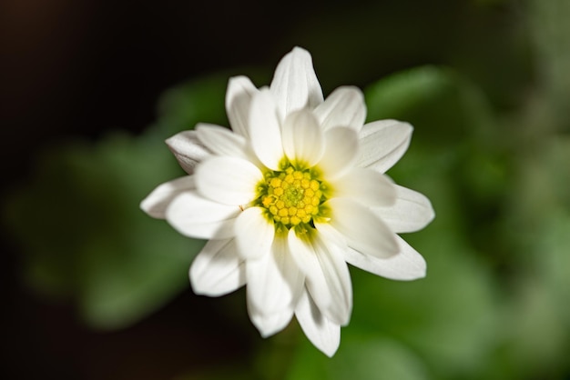 Flor branca linda mini flor branca e foco seletivo de núcleo amarelo