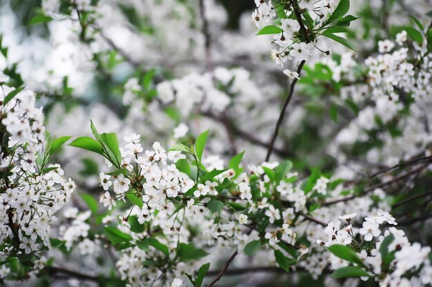 Flor branca na árvore Maçã e flores de cerejeira Floração da primavera