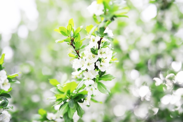 Flor branca na árvore Maçã e flores de cerejeira Floração da primavera