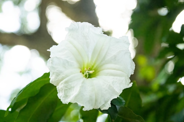 Flor branca na luz de fundo com o sol e a vegetação verde ao fundo